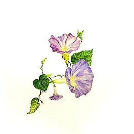 位圖 植物 寫意花卉 花朵 牽?；?免費(fèi)素材