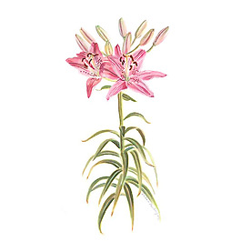 位圖 植物 寫(xiě)意花卉 花朵 百合 免費(fèi)素材