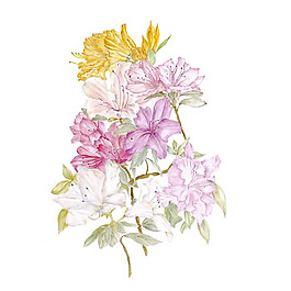 位圖 植物 寫(xiě)意花卉 花朵 百合 免費(fèi)素材