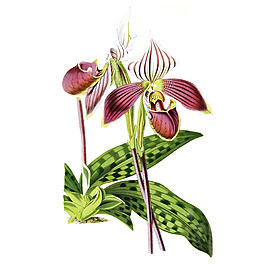 位圖 植物 寫意花卉 花朵 野花 免費(fèi)素材
