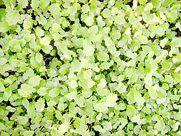 small_leaves