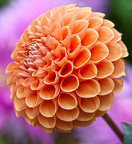 位圖 植物攝影 寫實(shí)花卉 花朵 數(shù)碼照片 免費(fèi)素材
