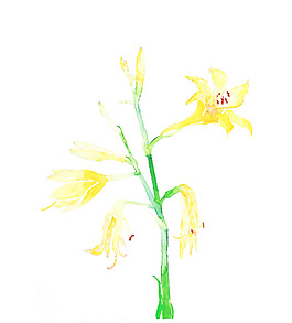 位圖 植物 寫(xiě)意花卉 花朵 百合 免費(fèi)素材