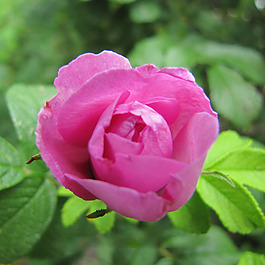 位圖 植物攝影 寫實花卉 花朵 玫瑰 免費素材