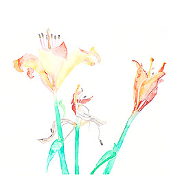 位圖 植物 寫(xiě)意花卉 花朵 百合 免費(fèi)素材