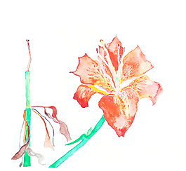位圖 植物 寫(xiě)意花卉 花朵 百合 免費(fèi)素材