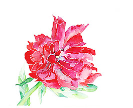 位圖 植物 寫意花卉 花朵 牡丹 免費(fèi)素材