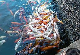 鯉魚圖片