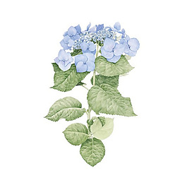 位圖 植物 寫意花卉 花朵 免費(fèi)素材