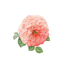 位圖 植物 寫意花卉 花朵 牡丹 免費(fèi)素材