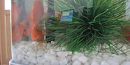 紅魚圖片