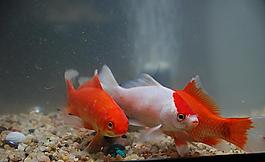金魚小鯉魚圖片