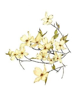 位圖 植物 寫意花卉 花朵 小桃花 免費(fèi)素材