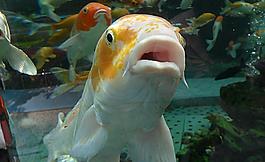 觀賞魚圖片