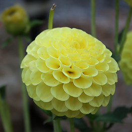 位圖 植物攝影 寫(xiě)實(shí)花卉 花朵 數(shù)碼照片 免費(fèi)素材