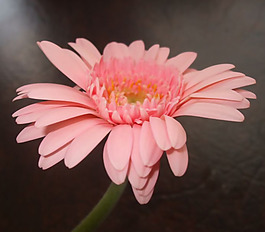 位圖 植物攝影 寫實花卉 花朵 菊花 免費素材