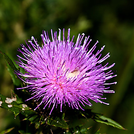 位圖 植物攝影 寫實(shí)花卉 花朵 數(shù)碼照片 免費(fèi)素材