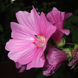 位圖 植物攝影 寫(xiě)實(shí)花卉 花朵 數(shù)碼照片 免費(fèi)素材
