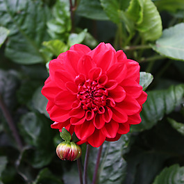 位圖 植物攝影 寫實花卉 花朵 數(shù)碼照片 免費素材