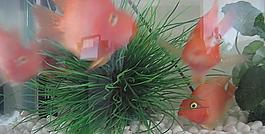紅魚圖片