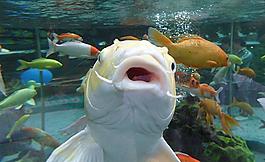 觀賞魚圖片