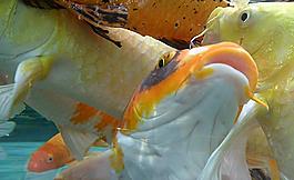 觀賞魚圖片