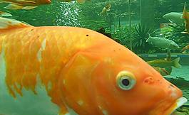觀賞魚圖片