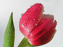 位圖 植物攝影 寫實(shí)花卉 花朵 郁金香 免費(fèi)素材