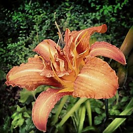 位圖 植物攝影 寫實(shí)花卉 花朵 百合 免費(fèi)素材