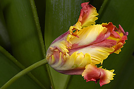 位圖 植物攝影 寫(xiě)實(shí)花卉 花朵 野花 免費(fèi)素材