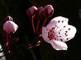位圖 植物攝影 寫(xiě)實(shí)花卉 花朵 野花 免費(fèi)素材