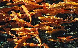 紅鱒魚(yú)圖片
