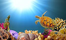 海底世界圖片