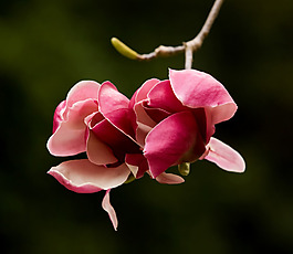 位圖 植物 寫實花卉 花朵 野花 免費素材