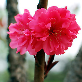 位圖 植物攝影 寫實花卉 花朵 數(shù)碼照片 免費素材