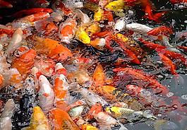 魚戲清泉圖片