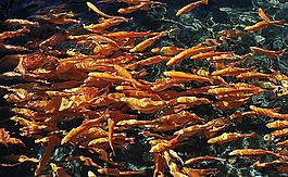 紅鱒魚(yú)圖片