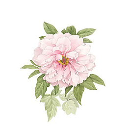 位圖 植物 寫意花卉 花朵 牡丹 免費(fèi)素材