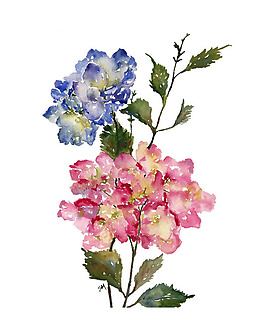 位圖 植物 寫意花卉 花朵 野花 免費素材