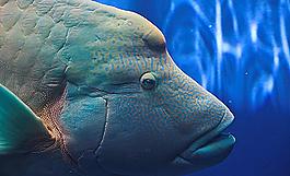 青色魚圖片