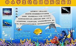 海洋生物图片