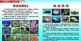 海洋生物圖片