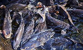 池水中的群鯉圖片