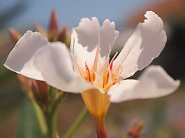 位圖 植物攝影 寫實(shí)花卉 花朵 數(shù)碼照片 免費(fèi)素材