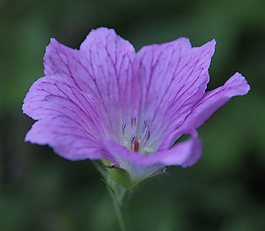 位圖 植物攝影 寫實(shí)花卉 花朵 數(shù)碼照片 免費(fèi)素材