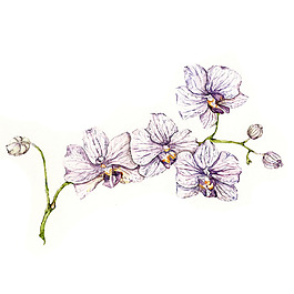 位圖 植物 寫意花卉 花朵 免費素材