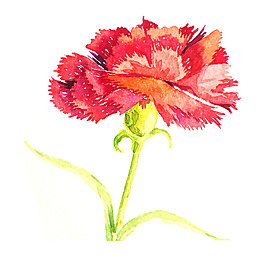 位圖 植物 寫意花卉 花朵 康乃馨 免費(fèi)素材