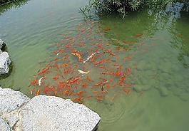 鯉魚群(非高清)圖片