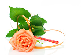 位圖 植物攝影 寫實(shí)花卉 花朵 玫瑰 免費(fèi)素材