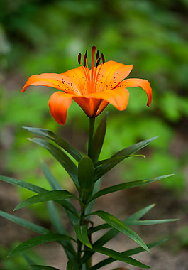 位圖 植物攝影 寫實(shí)花卉 花朵 百合 免費(fèi)素材